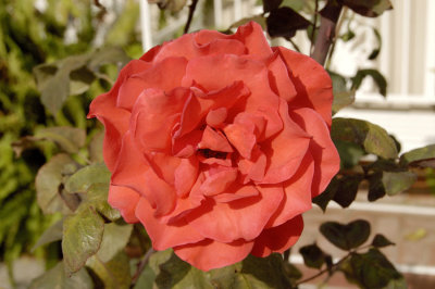 ppo7005.jpg
