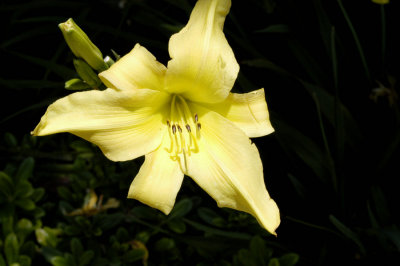 More flora