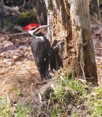 Woodpecker Second--- Rudy Krueger, Wolfeboro