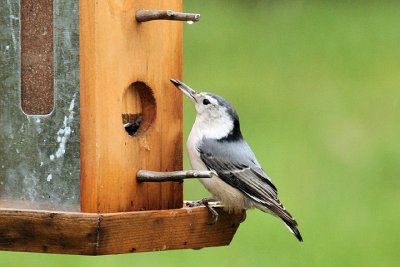 white-breasted nuthatch