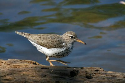 Spotted sandpiper