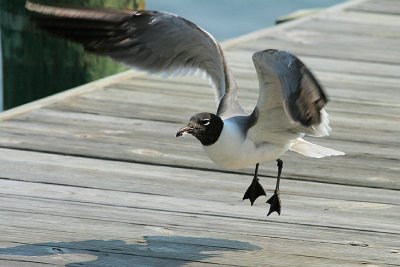 Laughing Gull