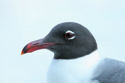 Laughing Gull