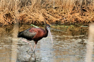 Glossy Ibis