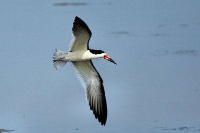 Black Skimmer