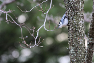 white-breasted nuthatch