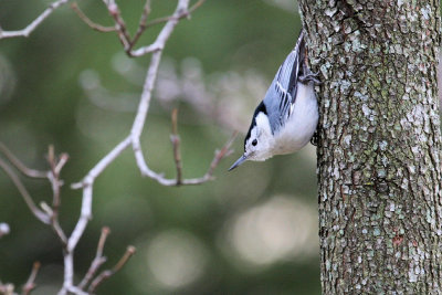 white-breasted nuthatch