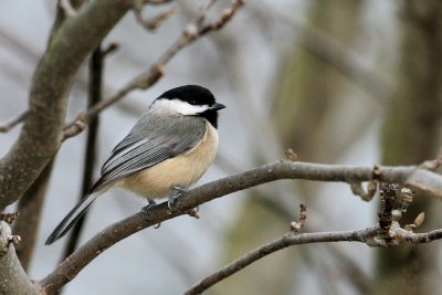 Black-Capped Chickadee