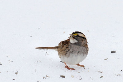 White-throated sparrow spits out sunflow seed shell