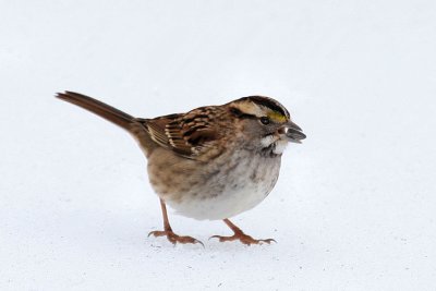 White-throated sparrow