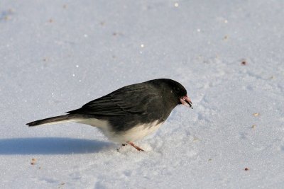 Dark-eyed Junco (male)