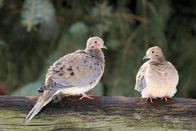 Pair of Mourning Dove