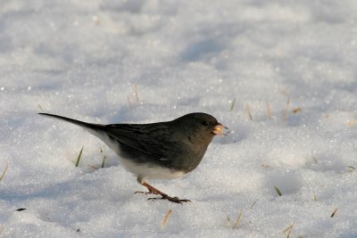 Dark-eyed Junco (male)