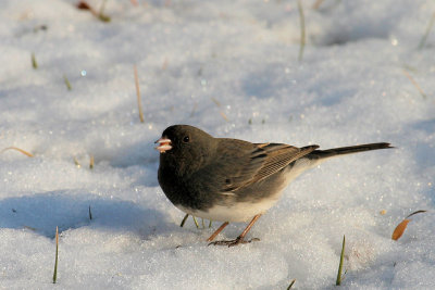 Dark-eyed Junco