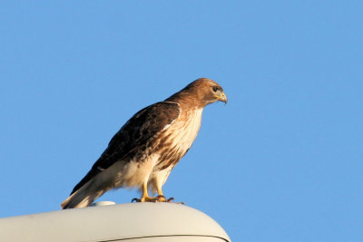 Red-tailed Hawk sitting on a highway street light
