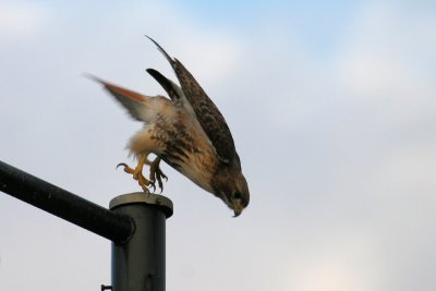 Red-tailed Hawk dives for rodent