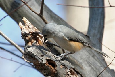 IMG_8580_1.JPG