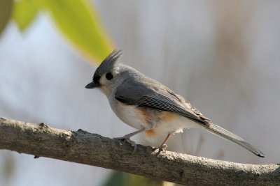 Tufted Titmouse