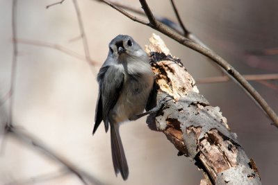 IMG_8572_1.JPG