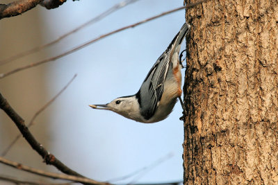 white-breasted nuthatch