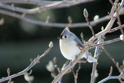 Tufted Titmouse
