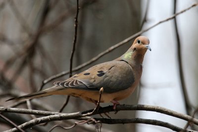 Mourning Dove