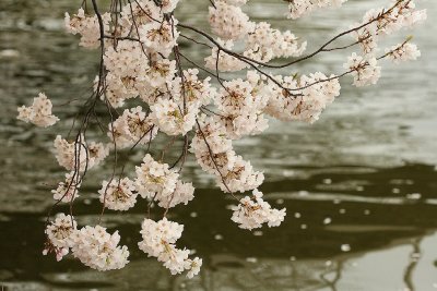 Cascading flower over Tidal Basin