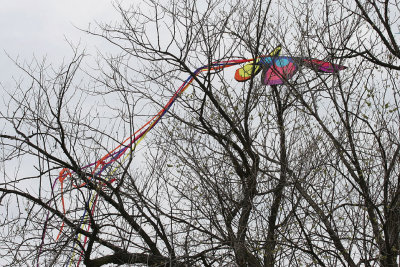 When a kite is tired of flying, it takes a rest on treetop!