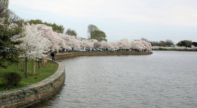 Tidal Basin