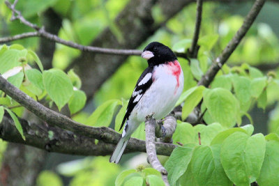 Rose-breasted Grosbeak