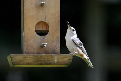 white-breasted nuthatch