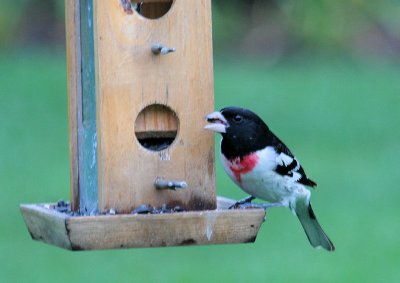 grosbeak