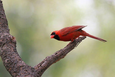 Northern Cardinal