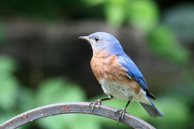 bluebird