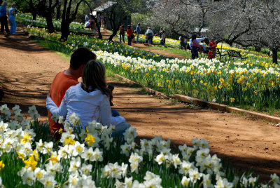 Daffodill Hill 2
