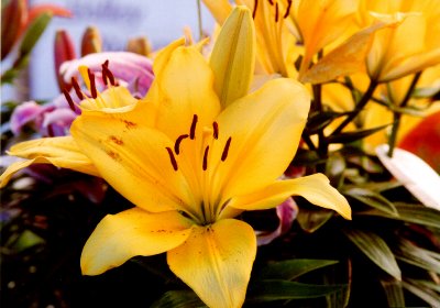 Yellow  Lilly