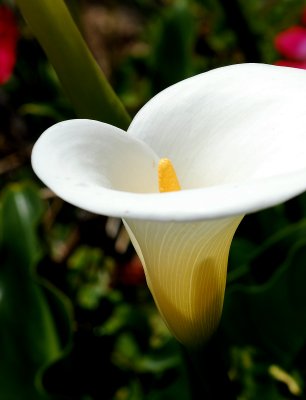 Calla Lilly  11