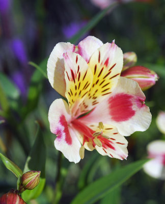 Peruvian Lily (Alstroemeria) (2)