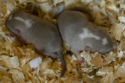 litter02@1wk_03.jpg