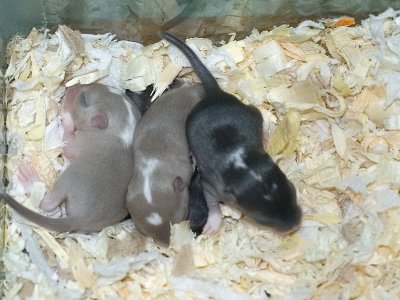 litter02@1wk_05.jpg