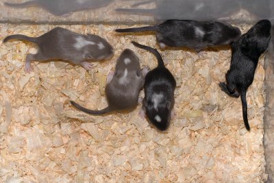 litter02@2wks_02.jpg