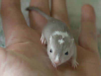 litter02@3wks_01.jpg