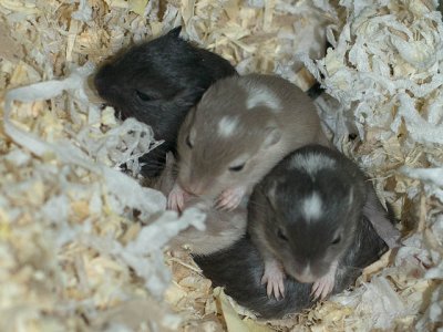 litter02@3wks_02.jpg