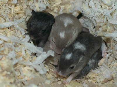 litter02@3wks_03.jpg