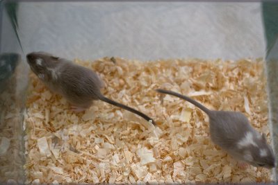 litter02@3wks_04.jpg