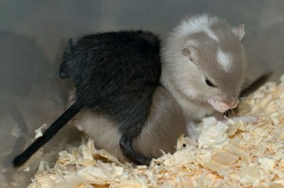 litter02@3wks_06.jpg
