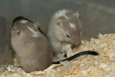 litter02@3wks_07.jpg