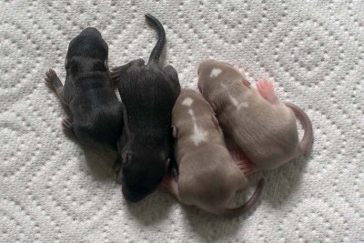 Litter #3