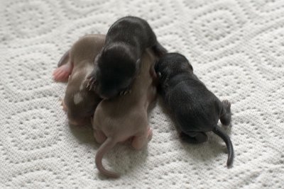 litter03@1wk_02.jpg