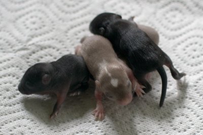litter03@1wk_03.jpg